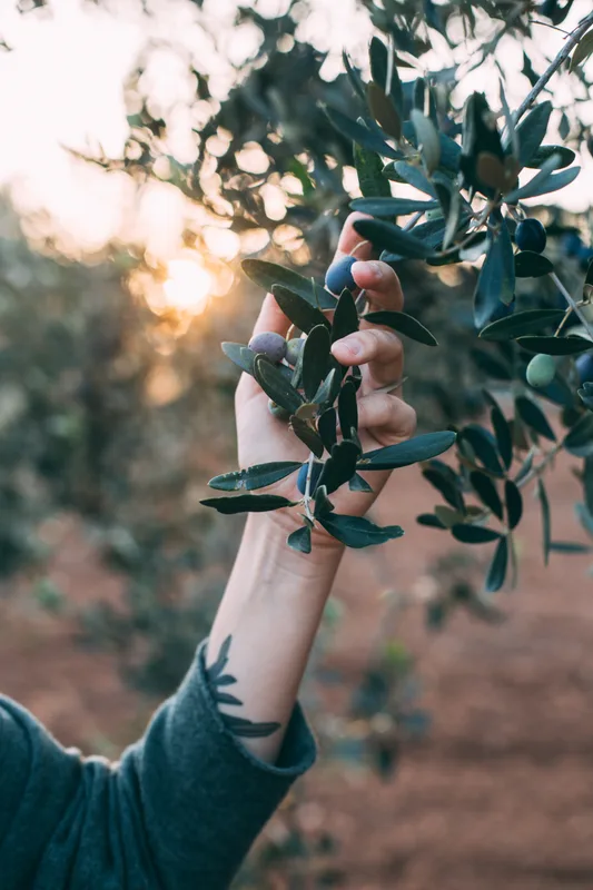 Cueillette à la main des olives dans les Alpilles, récolte artisanale pour huile d'olive vierge extra