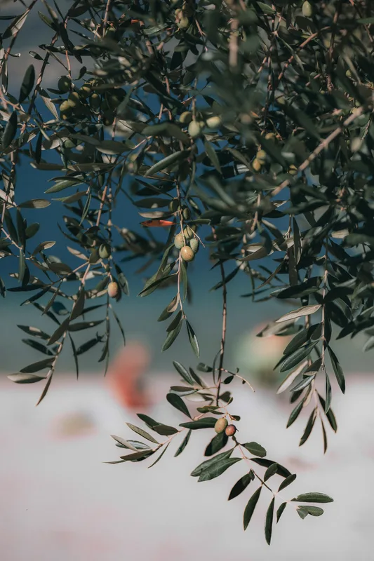 Gros plan sur des olives mûres sur branche — terroir calcaire des Alpilles, huile d'olive vierge extra