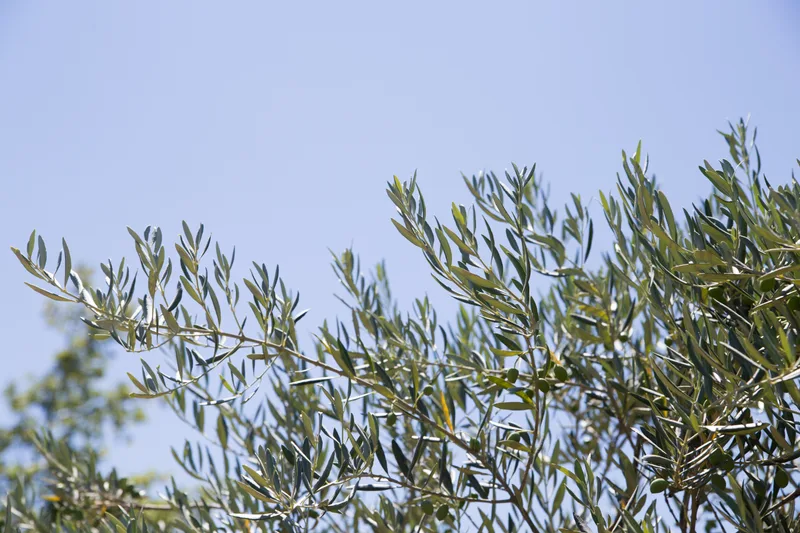 Oliviers centenaires des Alpilles vus depuis le sol, ciel bleu provençal — huile d'olive Élixir de Provence